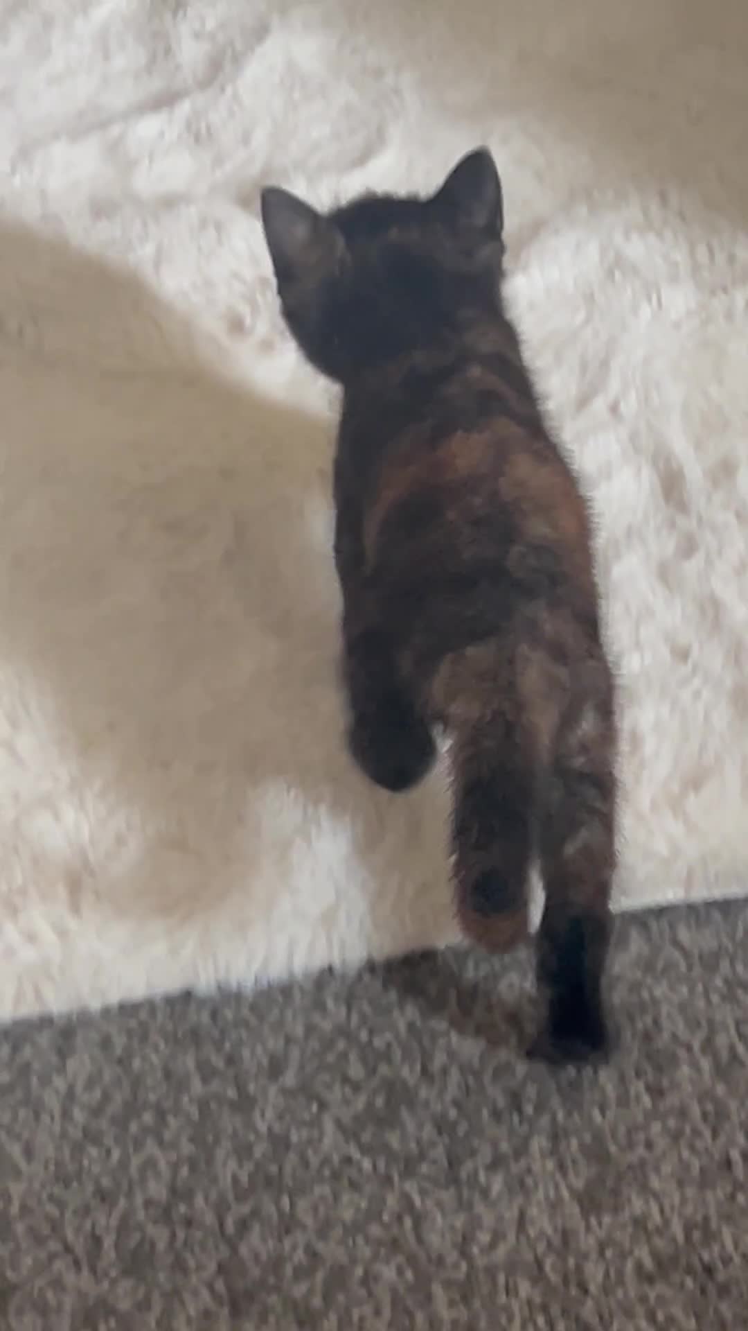Mixed Breed cats for sale: Tortoise shell kittens - Video 2