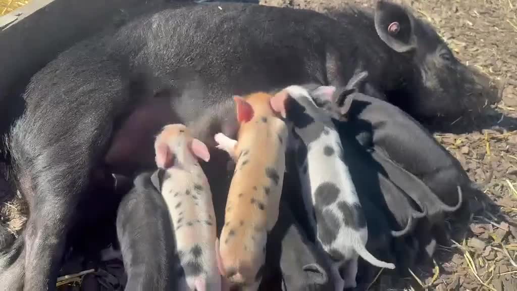 Pig livestock for sale: 🩷Do you have room in your heart for a mini pig🩷 - Video 3