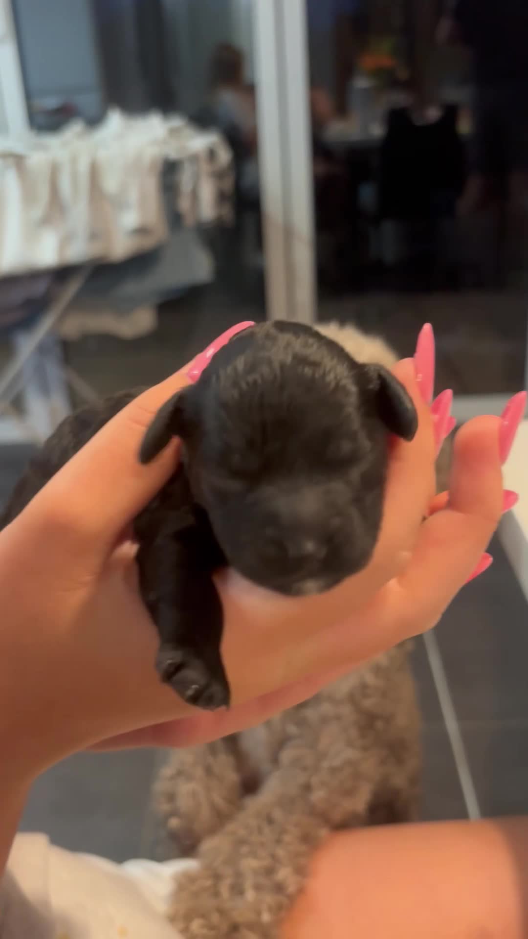 Cockapoo dogs for sale: Beautiful F2 puppies available to view and reserve - Video 2