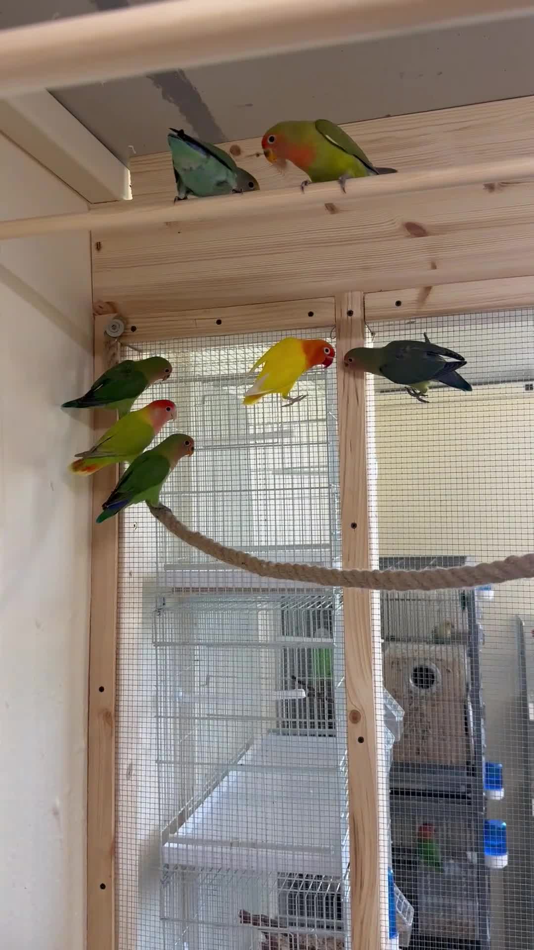 Lovebirds birds for sale: Proven bonded pair of love birds with 5 chicks  in Leighton Buzzard - Video 1