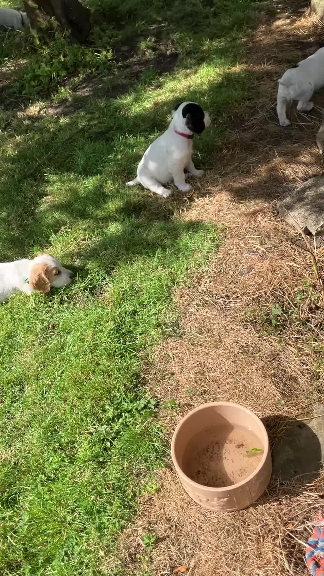 Cocker Spaniel dogs for sale: Working Cocker Spaniels, KC Reg & DNA clear - Video 2