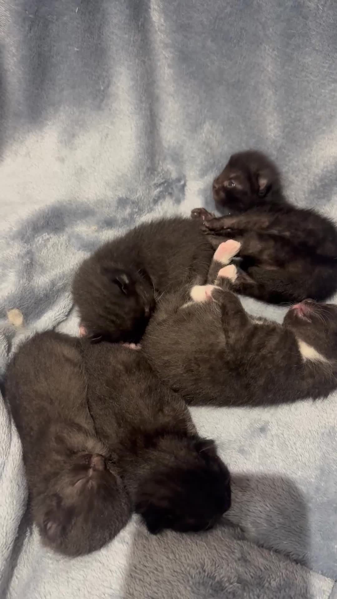 Mixed Breed cats for sale: Ragdoll × British Shorthair Kittens - Video 4