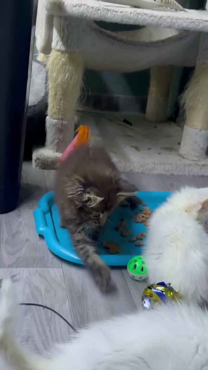 Maine Coon cats for sale: Mainecoons  - Video 2