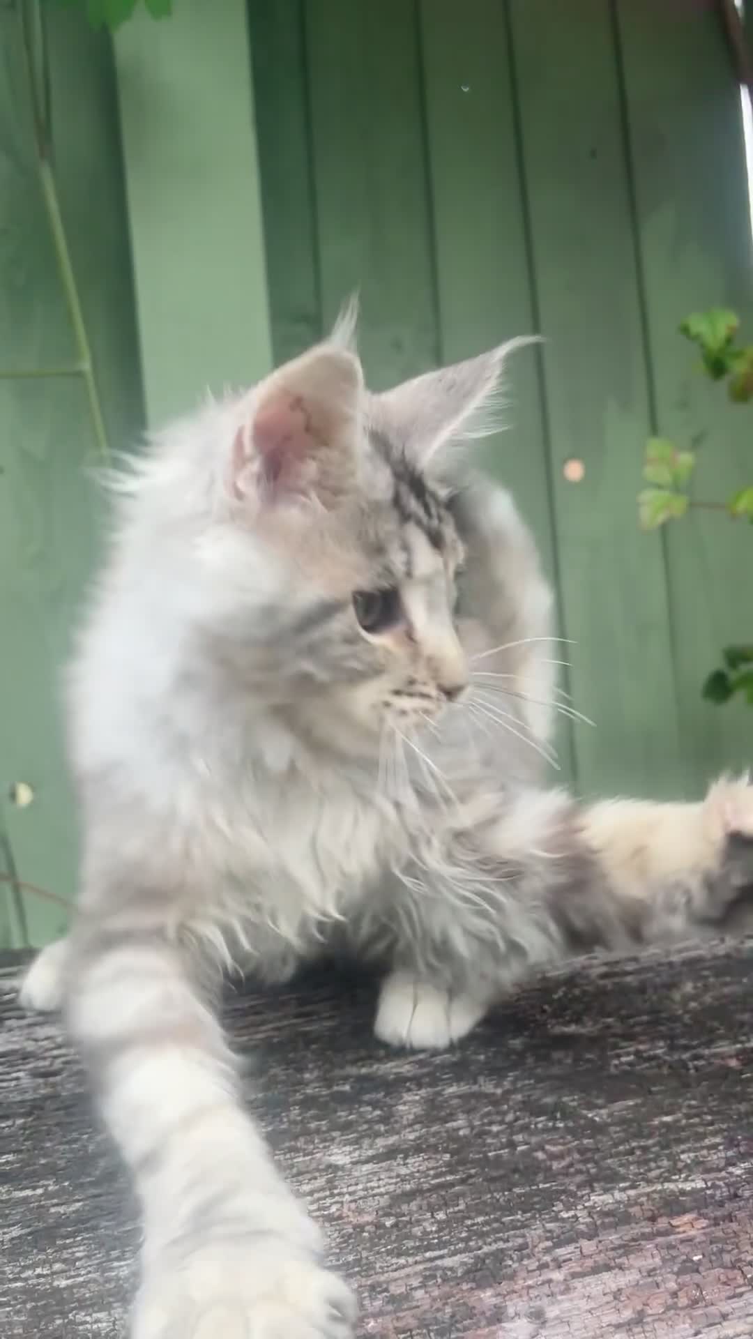 Maine Coon cats for sale: Maine coon kittens champion line polydactyl  - Video 3