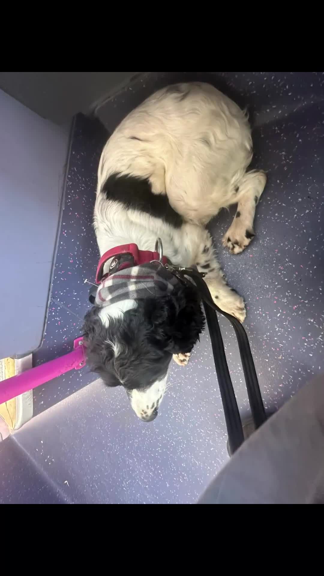 Sprocker dogs for sale: Ted looking for a gundog home  - Video 1