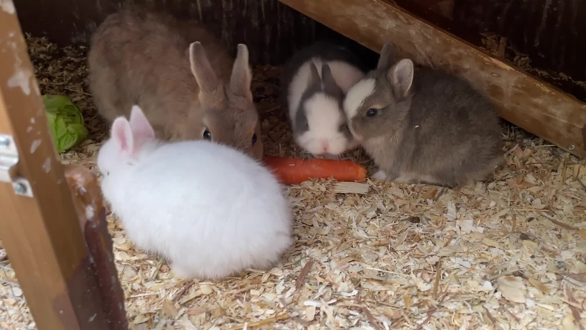 Netherland Dwarf rabbits for sale: Cute, sweet Netherland dwarf bunnies (pure breed) - Video 1