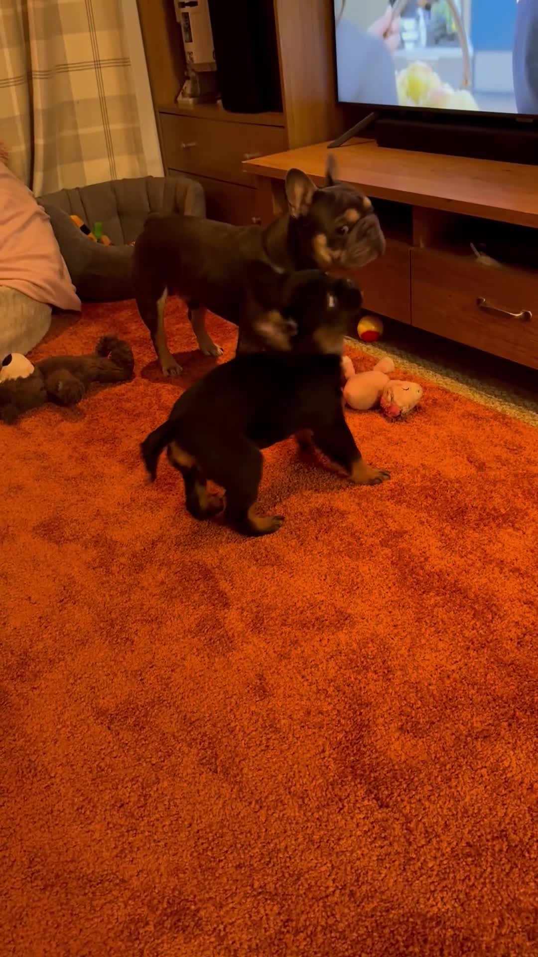 French Bulldog dogs for sale: Fluffy French bulldog - Video 1