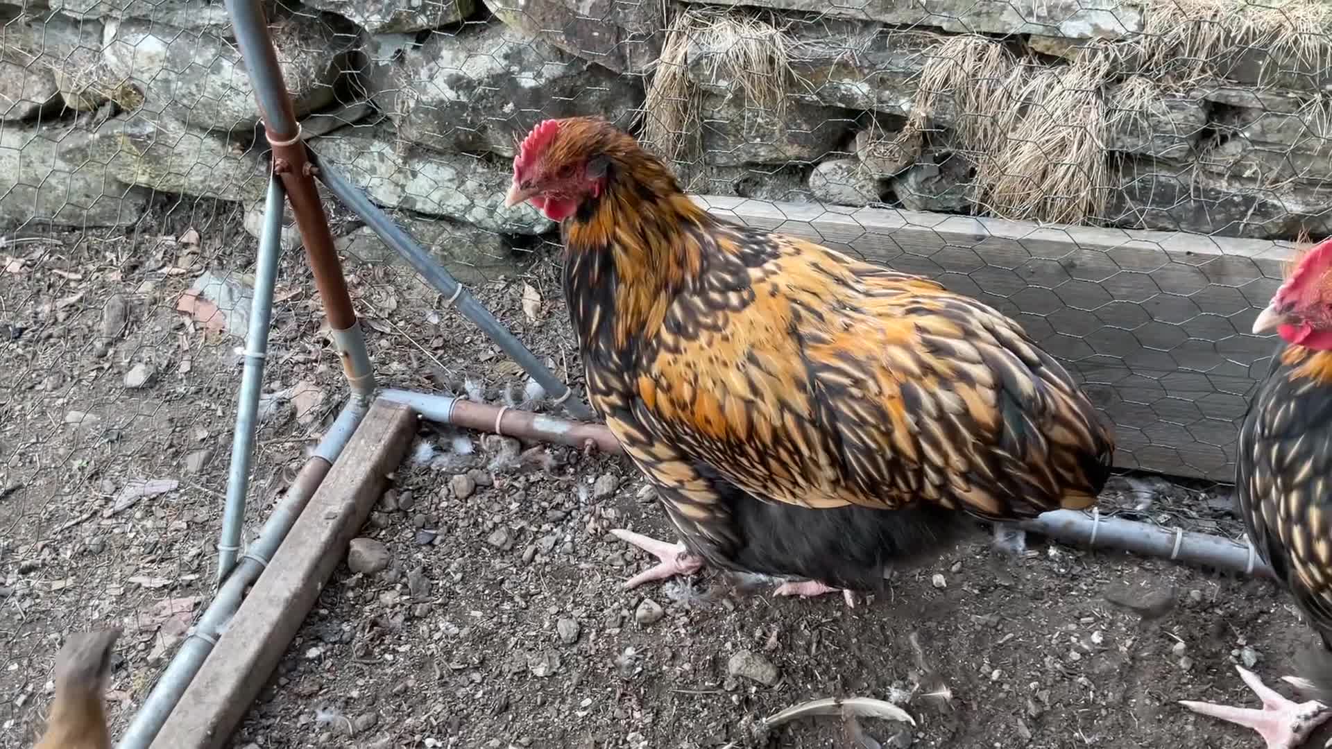 Chickens poultry for sale: Exhibition quality Gold Laced Orpington cockerels - Video 1