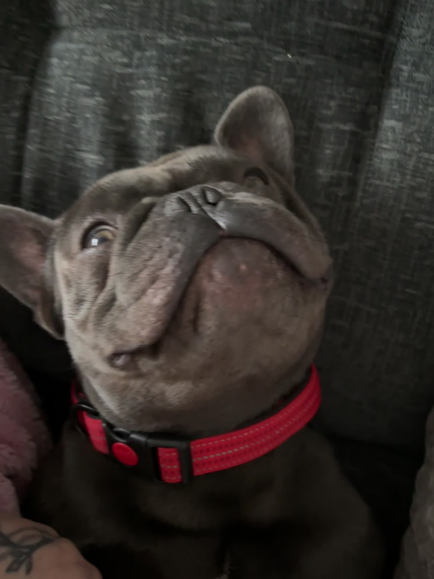 French Bulldog dogs for sale: Gucci 1YO French Bulldog - Video 1