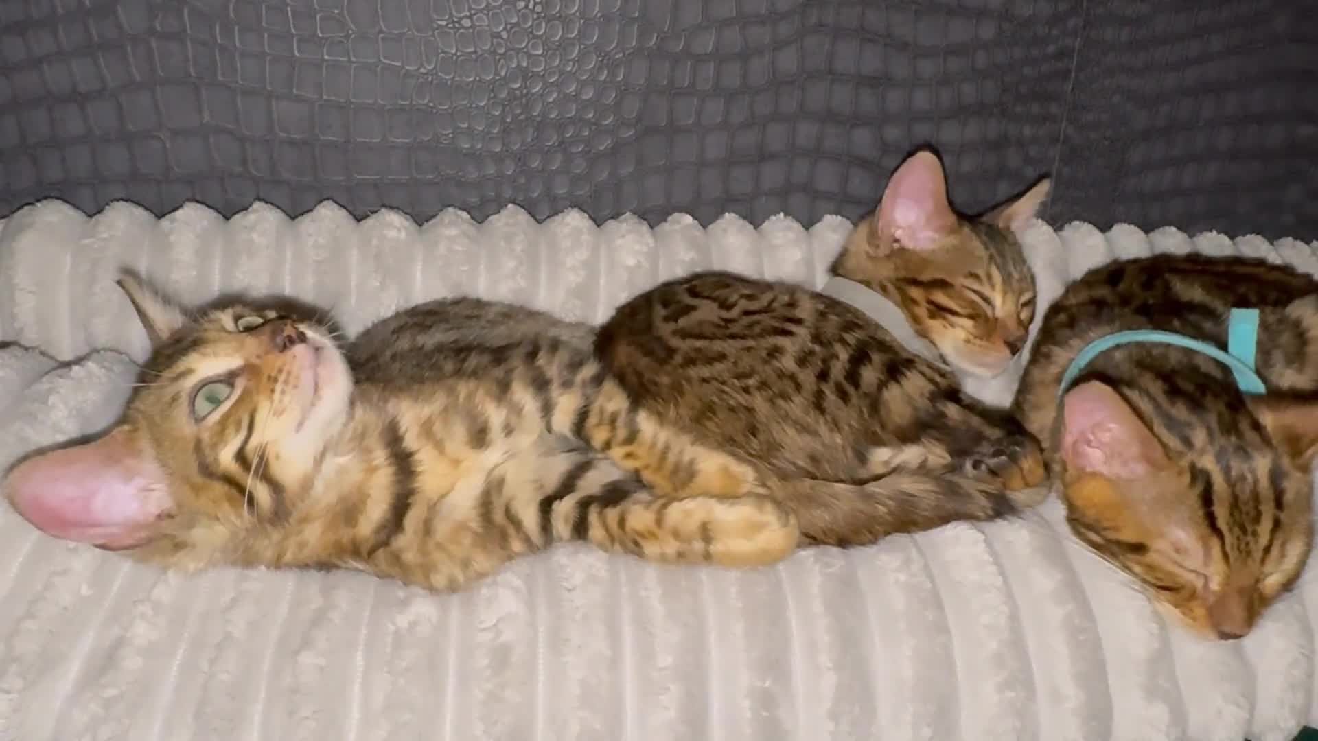 Bengal cats for sale: Top quality pure Bengal kittens available now - Video 3