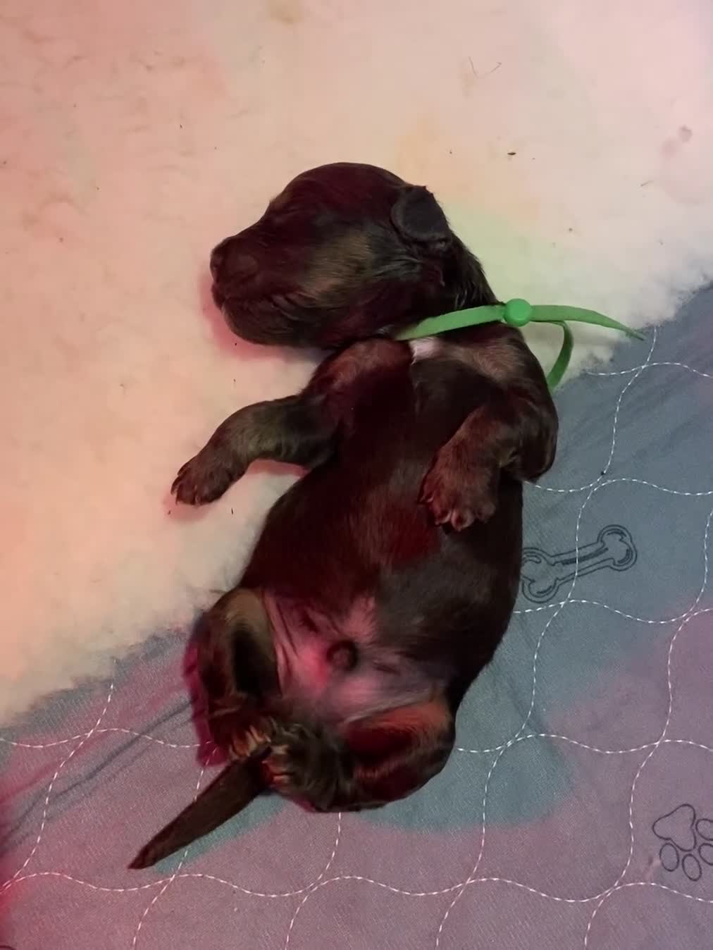 Cockapoo dogs for sale: 7 GORGEOUS COCKAPOO PUPPIES - Video 1