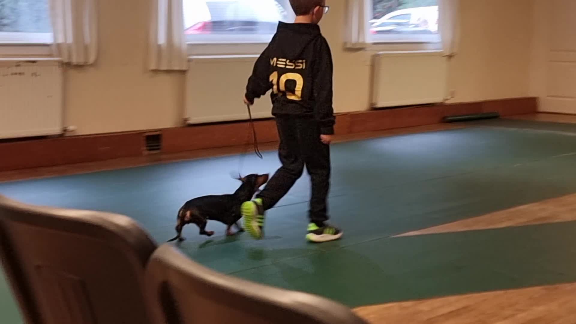 Miniature Dachshund dogs for sale: Stunning KC Health Tested Miniature Dachshunds - Video 4