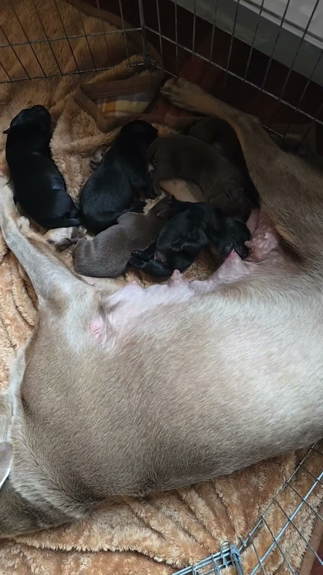 Labrador Retriever dogs for sale: Lovely playfull kc labrador puppies for sale - Video 1