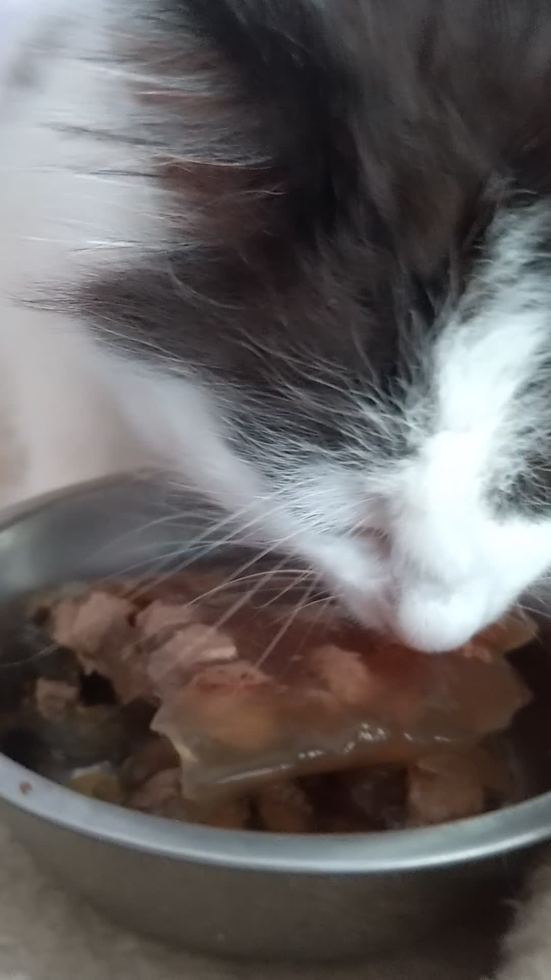 Siberian cats for sale: Beuatiful Siberian Male Kitten  - Video 1