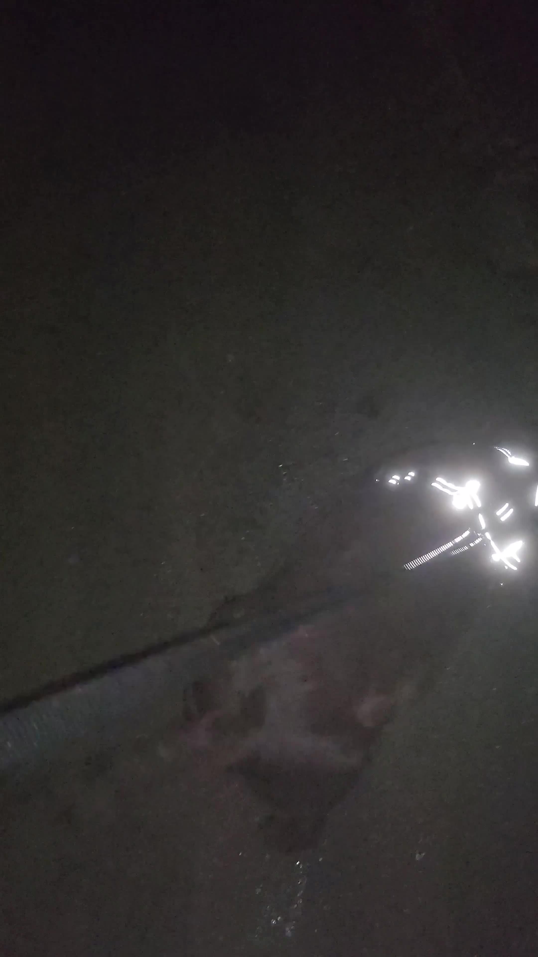 Labrador Retriever dogs for sale: Chocolate lab - Video 1