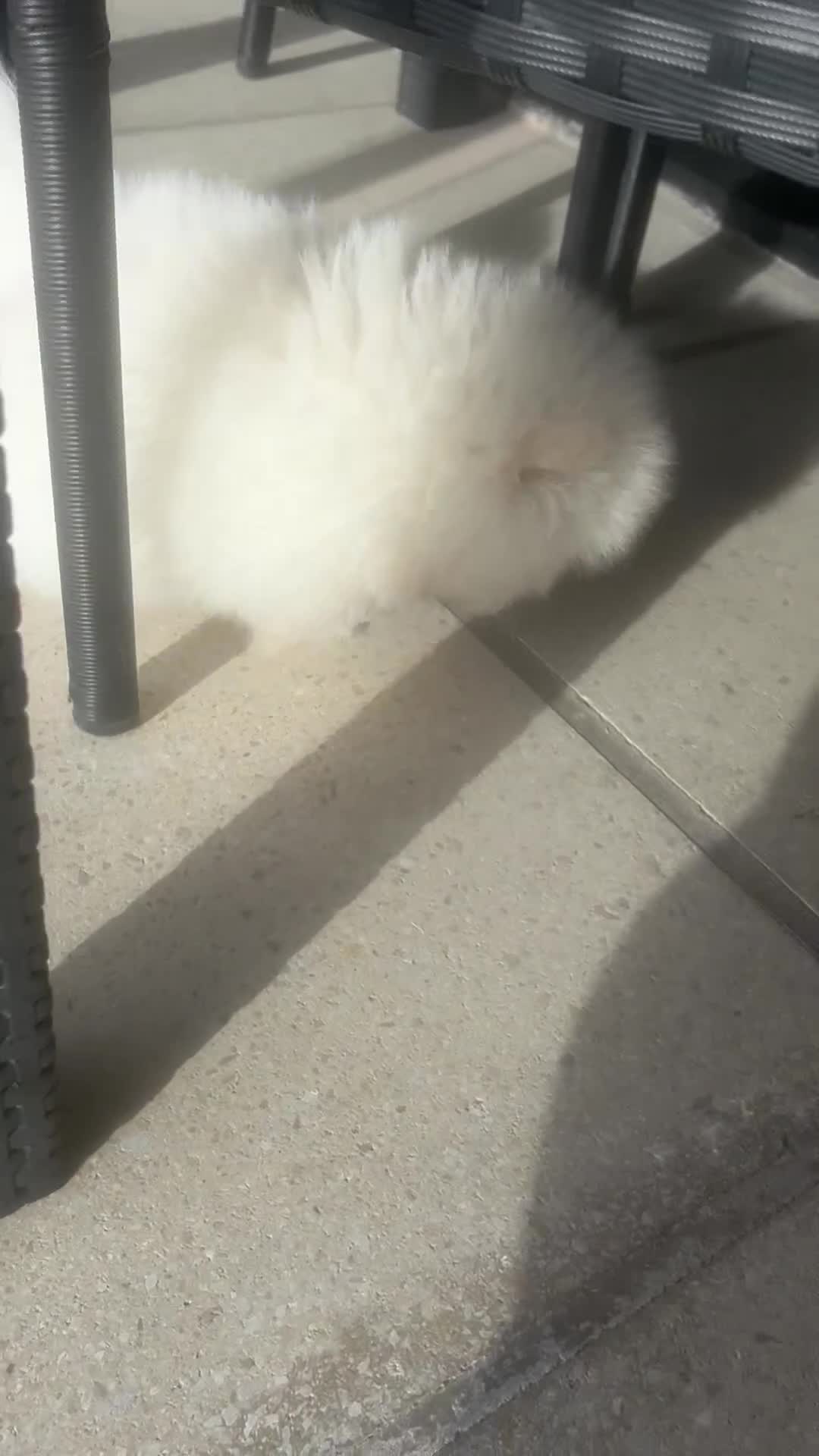 Pomeranian dogs for sale: Last boy reduced toy Pomeranian for sale  - Video 1