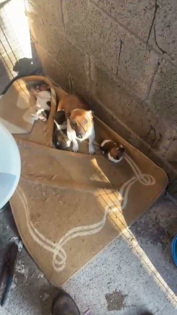 Jack Russell dogs for sale: miniature jack russel puppy’s  - Video 2