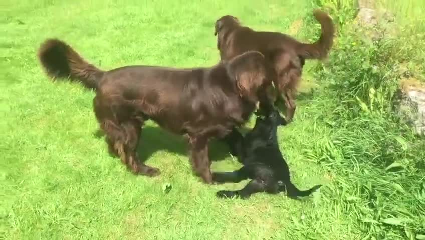 Flat coated Retriever dogs for sale: Gorgeous liver and black Flatcoat Retrievers - Video 4