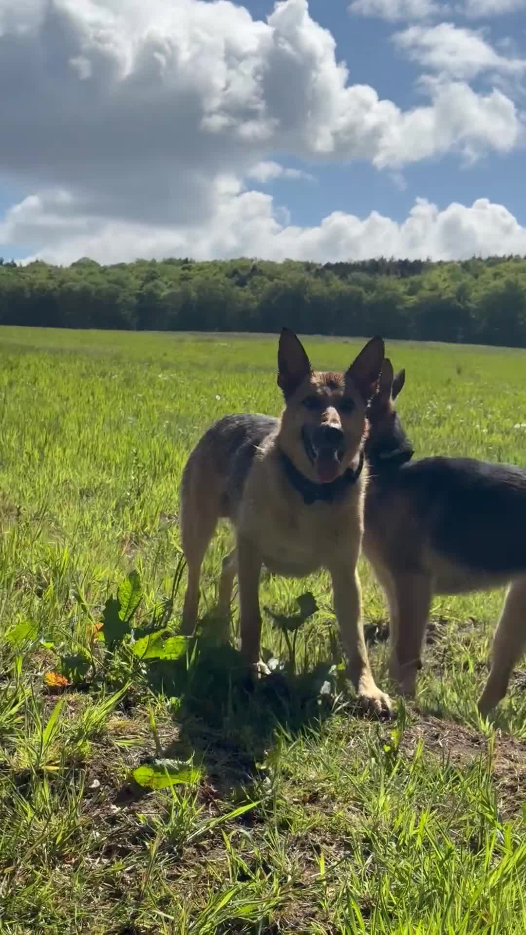 German Shepherd dogs for sale: 3 year old German Shepherd - Video 2