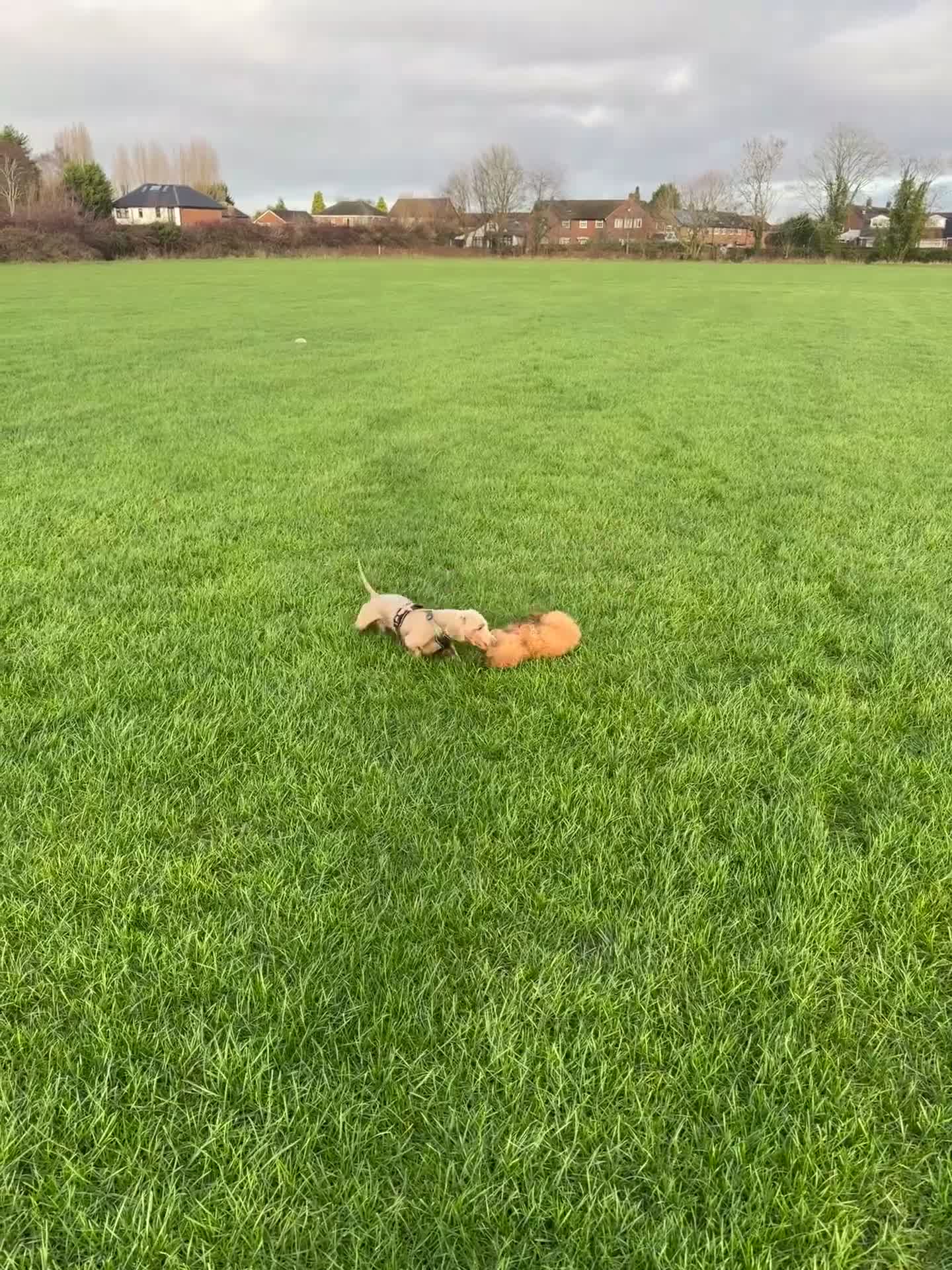 Miniature Dachshund dogs for stud: Miniature Dachshund for STUD    in Altrincham - Video 1