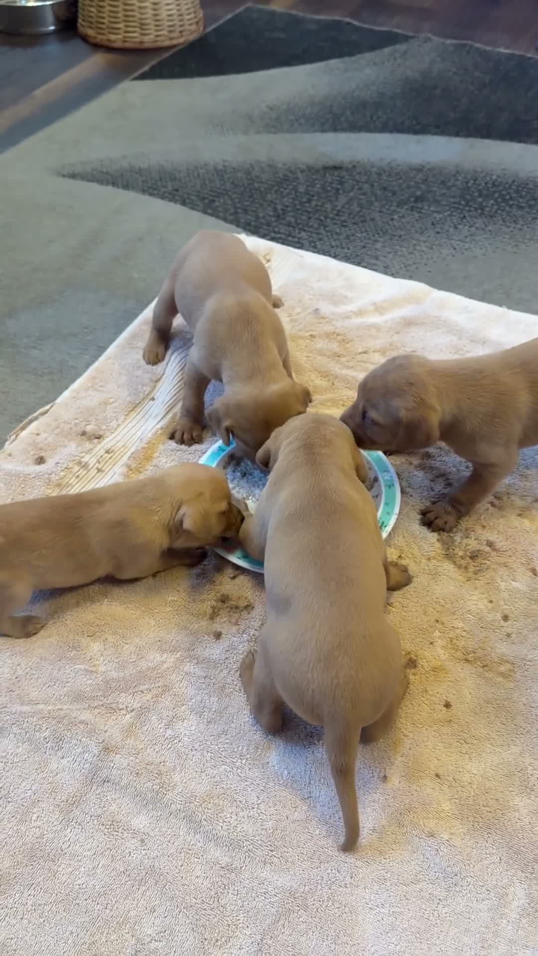 Mixed Breed dogs for sale: Fox Red Labrador / Hungarian Vizsla pups  - Video 2