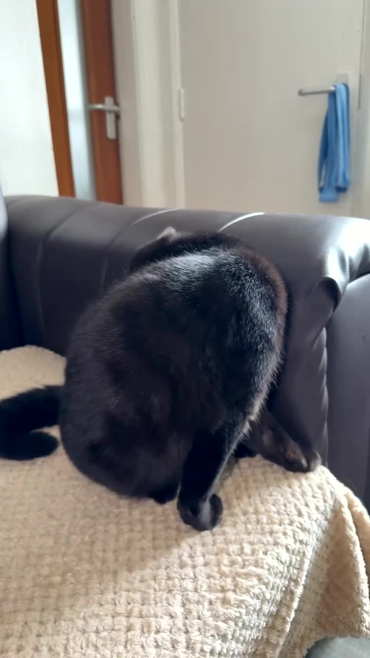 Bombay cats for sale: Bombay cat  - Video 1
