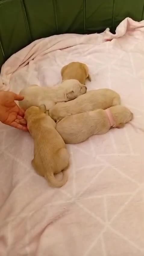 Goldador dogs for sale: Gorgeous Golden Retriever Puppies  - Video 1