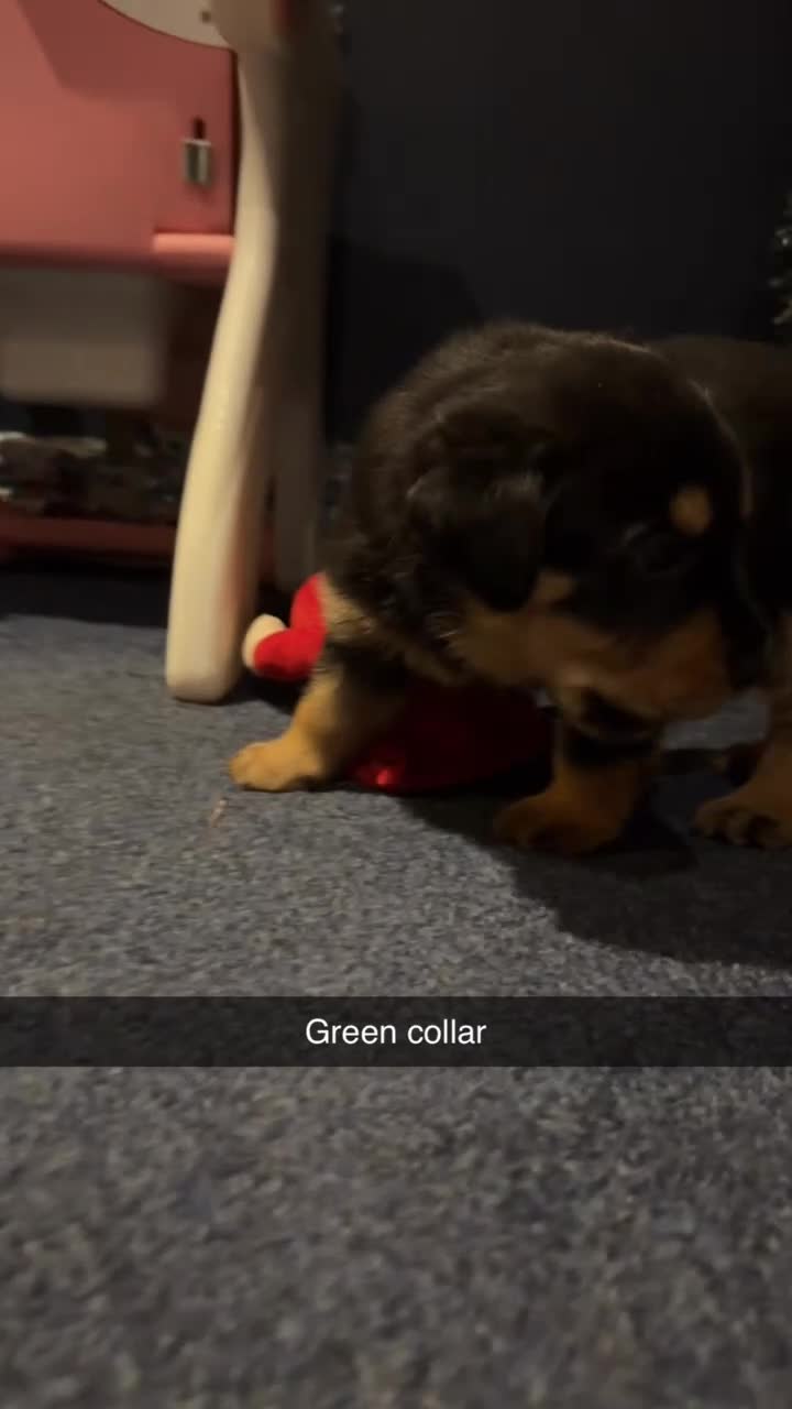 Rottweiler dogs for sale: Gorgeous Rottweiler puppies - Video 2