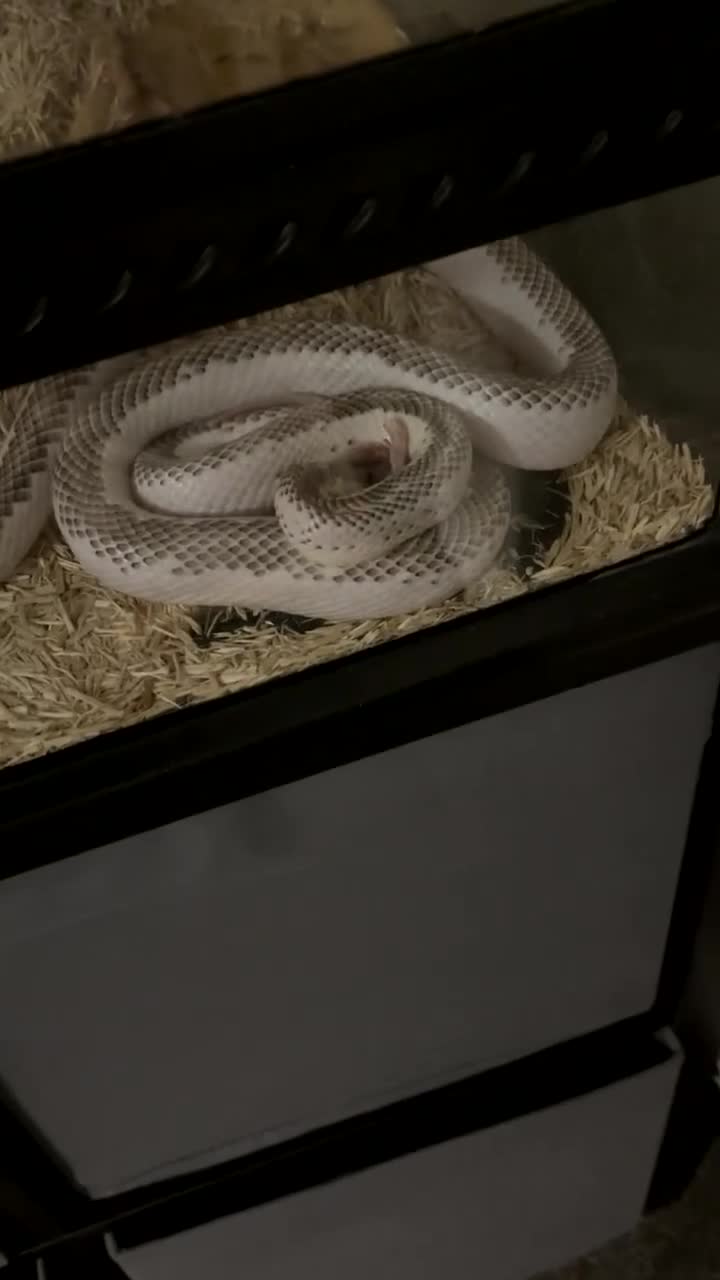 Rat Snake reptiles for sale: Rat snake for sale in Manchester - Video 1