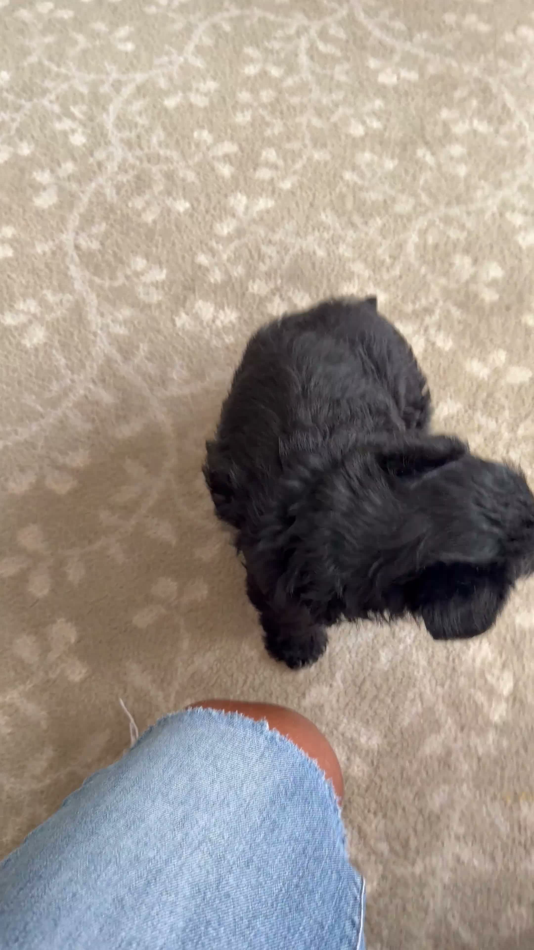 Jackapoo dogs for sale: jackapoo - Video 1