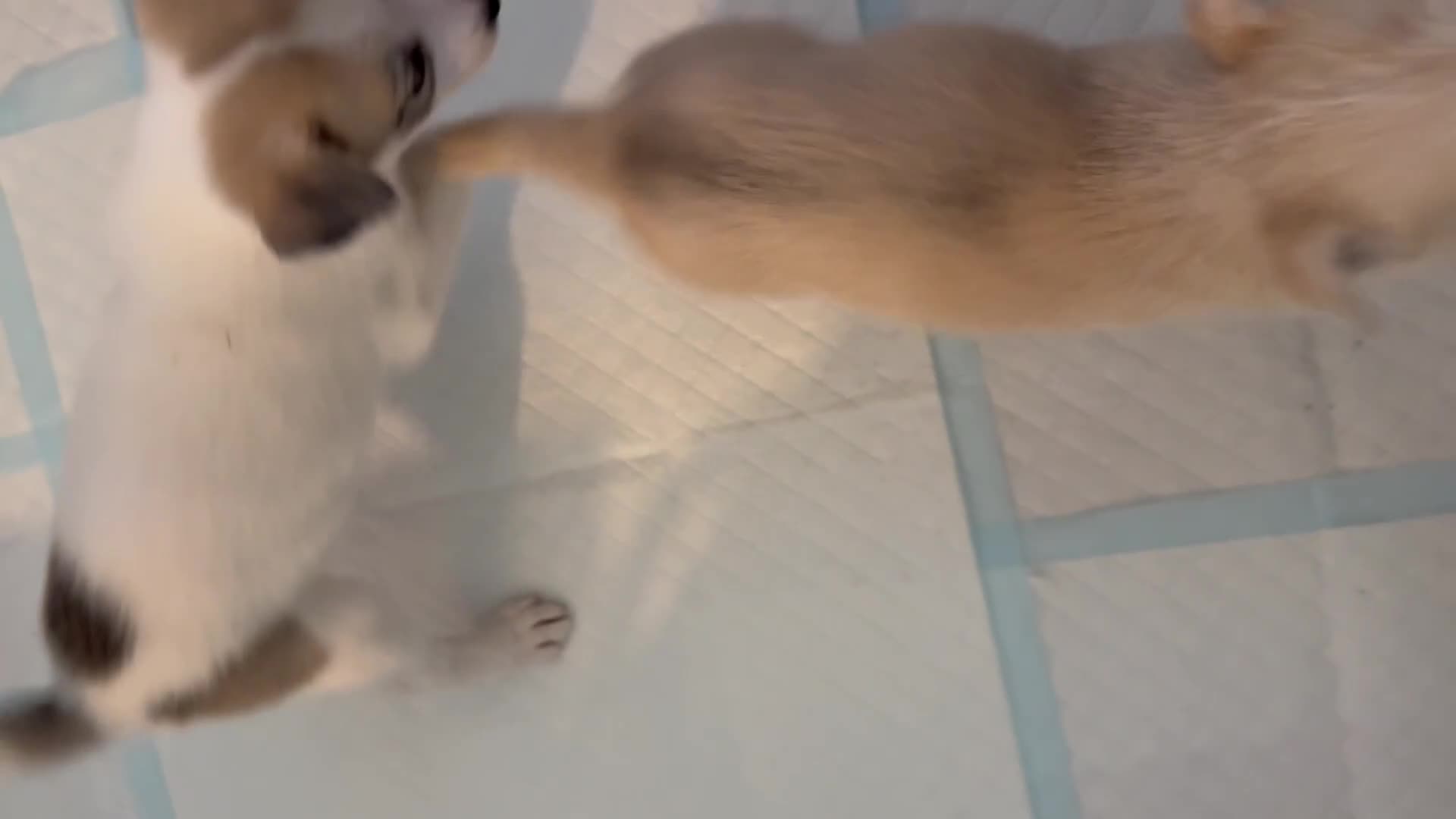 Mixed Breed dogs for sale: Mixed breed puppy - Video 4