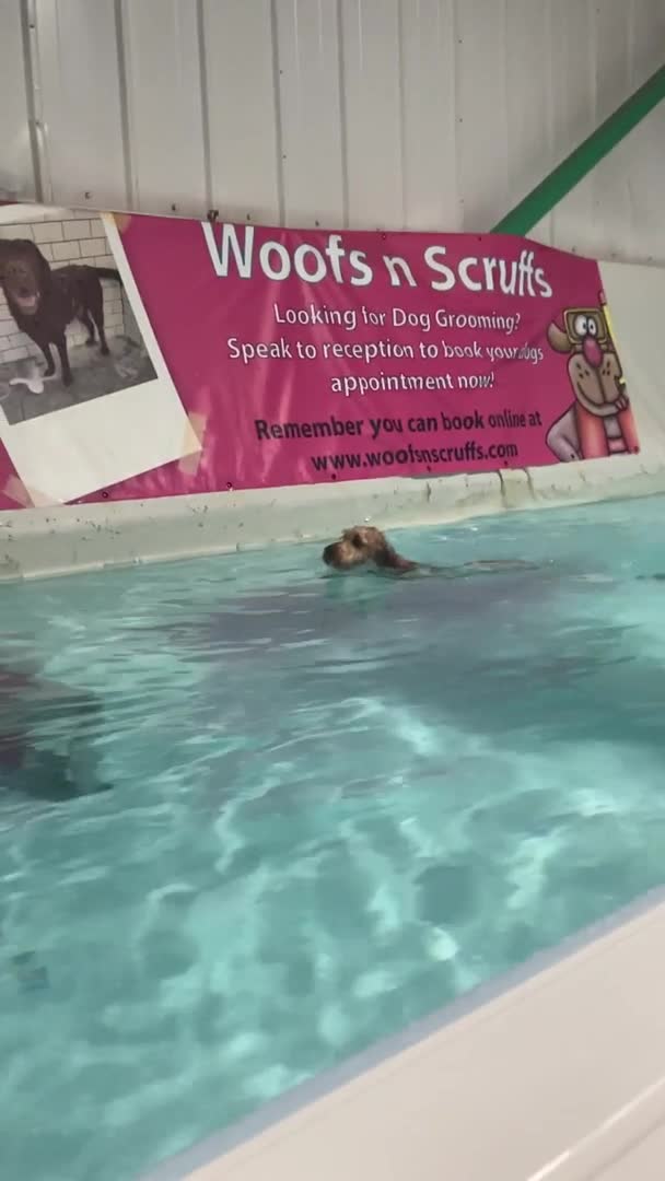 Cockapoo dogs for stud: Cockapoo stud in Durham - Video 1