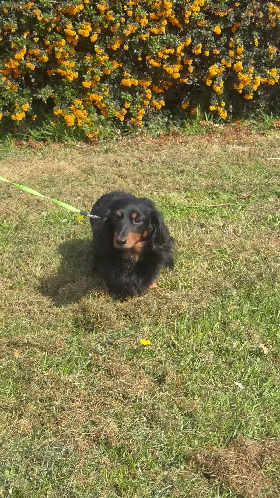 Miniature Dachshund dogs for sale: 4 year old miniature girl - Video 1