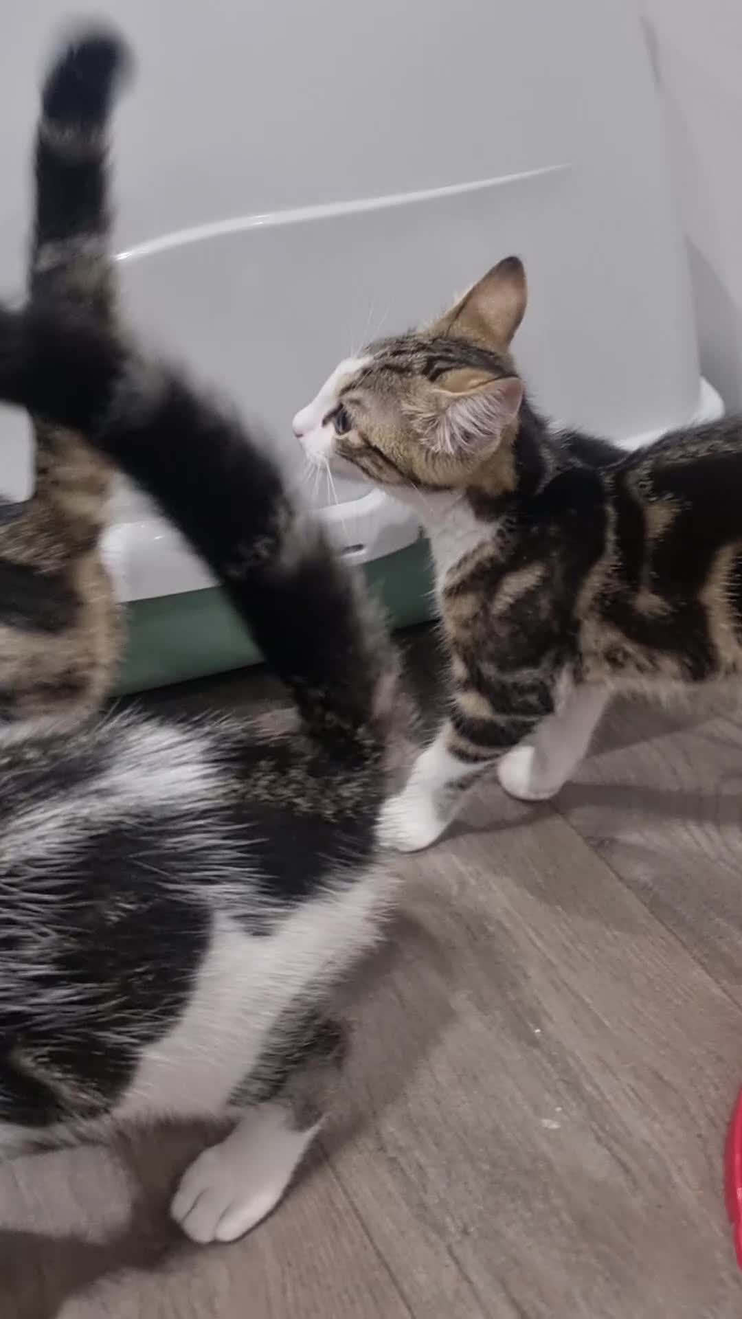 Mixed Breed cats for sale: Mixed Litter Kittens - Video 1