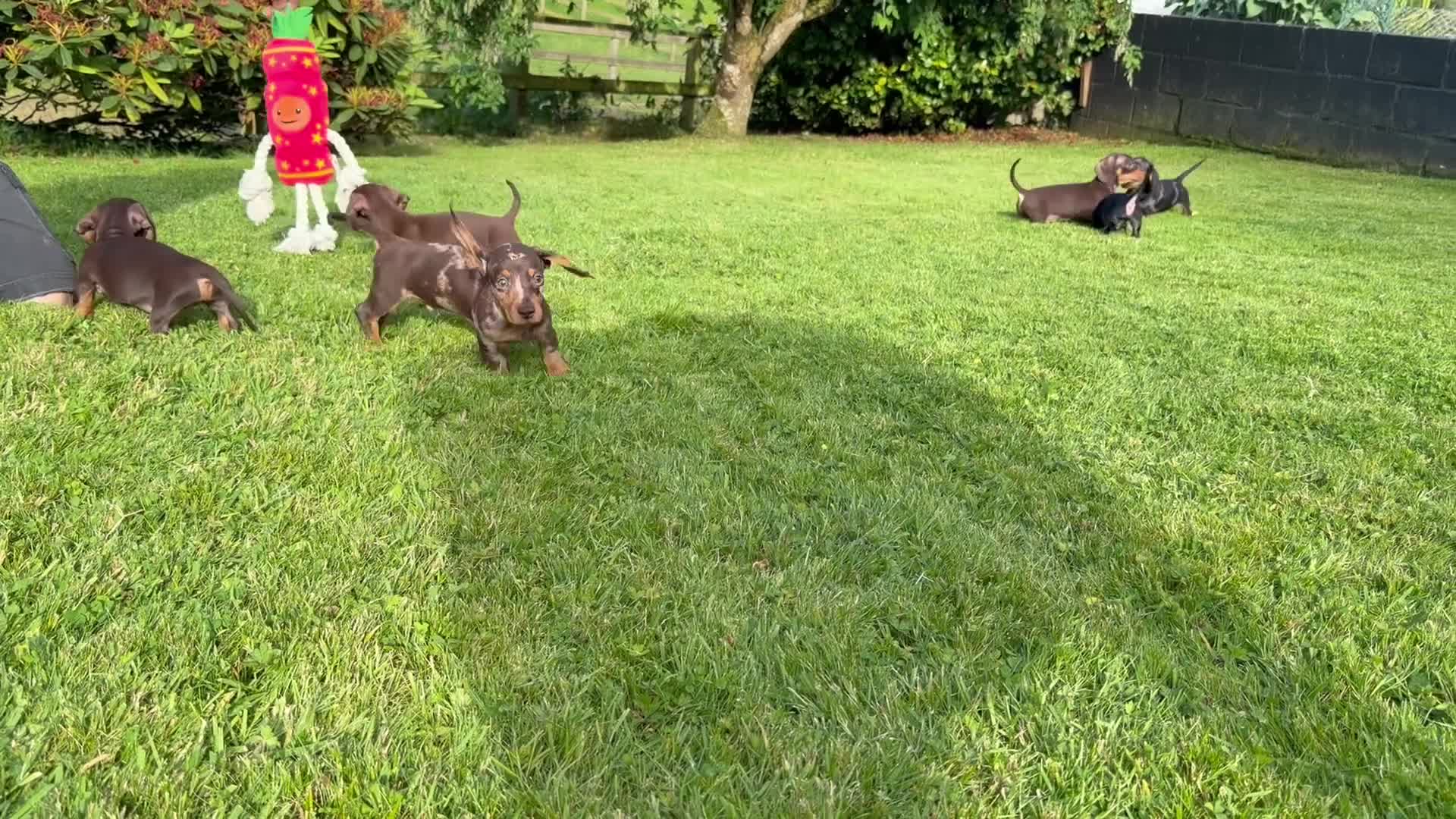 Miniature Dachshund dogs for sale: Gorgeous KC registered Miniature Dachshunds   - Video 2