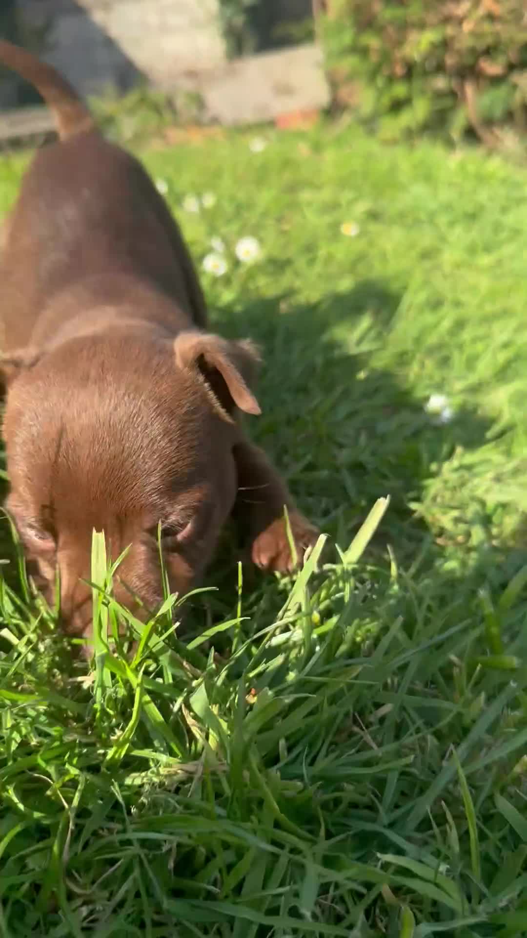 Patterdale Terrier dogs for sale: Adorable Patterdale Bitch  - Video 2