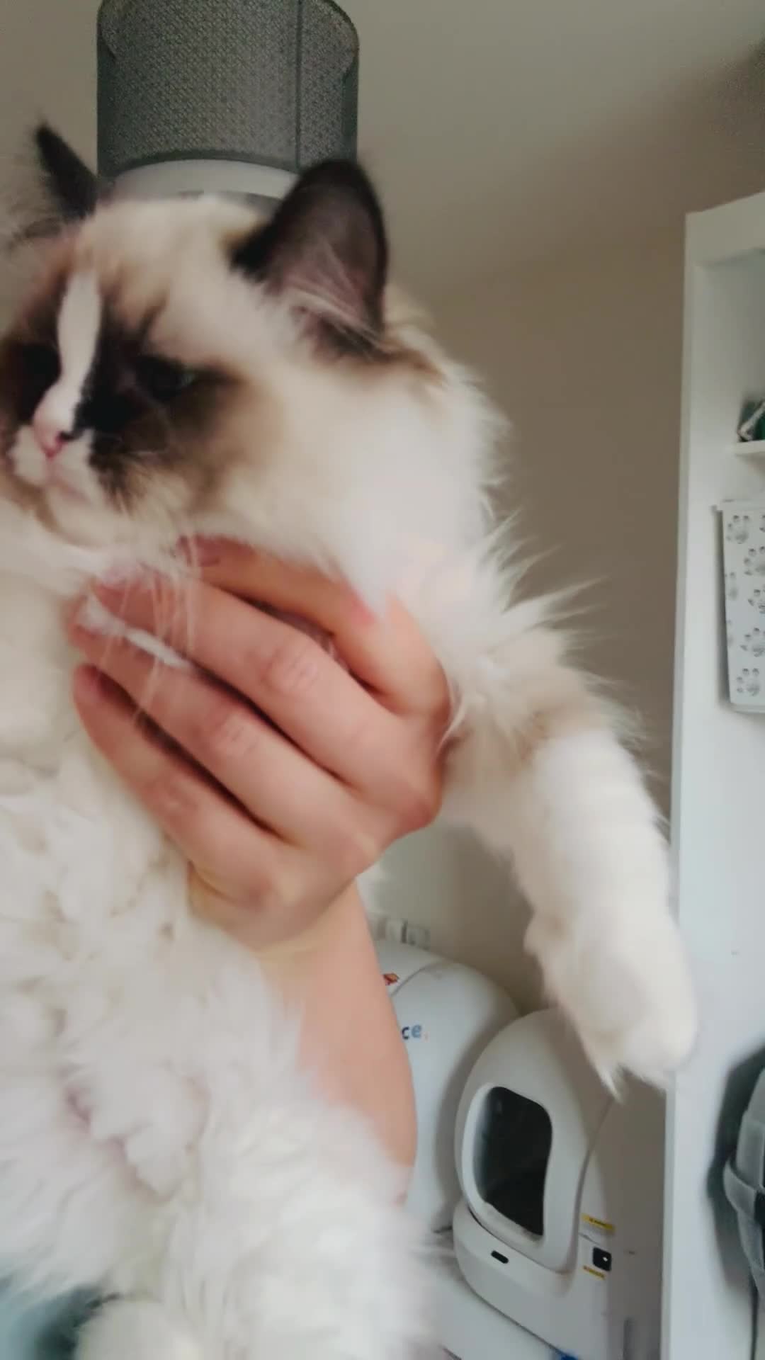 Ragdoll cats for sale: 💙🐾Tica full Pedigree🐾EU Ragdoll 🐱🐾DNA Clear - Video 4