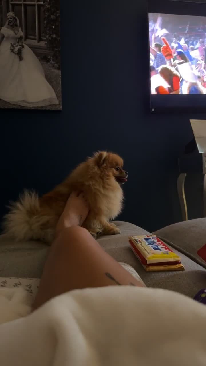 Pomeranian dogs for stud:  **  Pomeranian stud  - Video 3