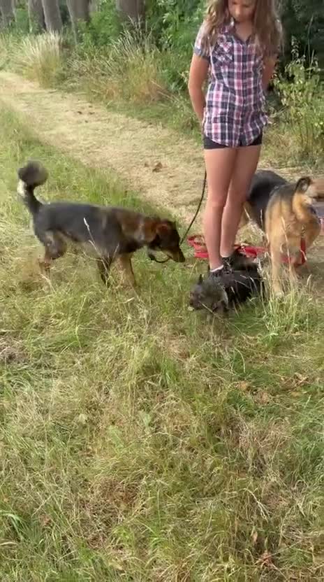 Mixed Breed dogs for adoption: 💙MACHO – A GENTLE 1,5 YEARS LOW-MEDIUM BOY - Video 2