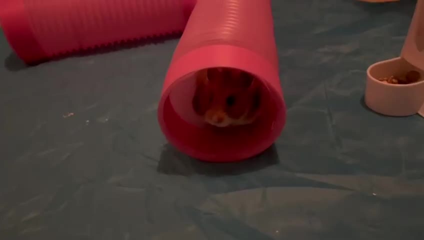 Hamster rodents for sale: Full Hamster Setup + Syrian Hamster Included - Video 1
