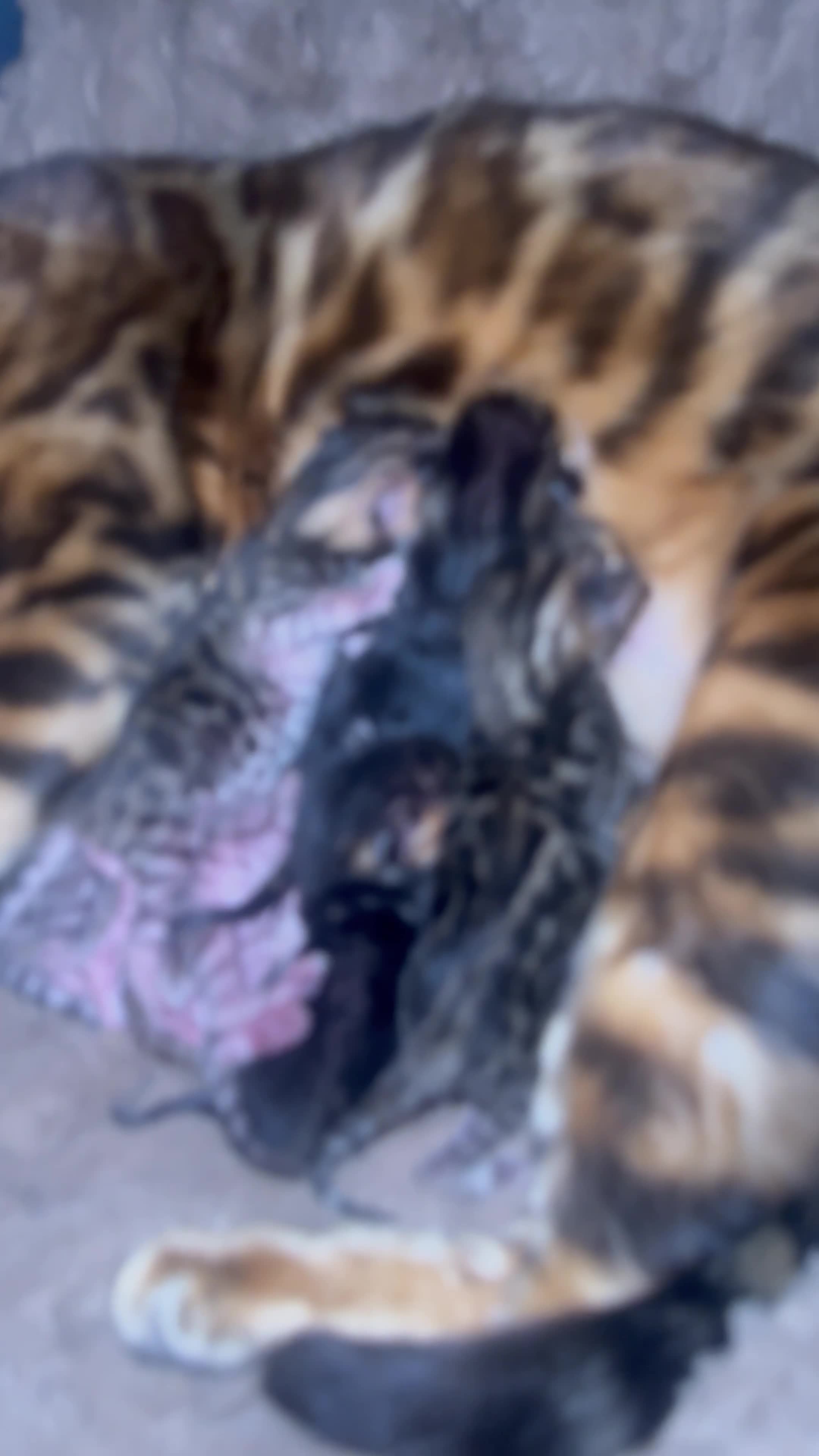 Bengal cats for sale: Bengal kittens Pure just born - Video 1