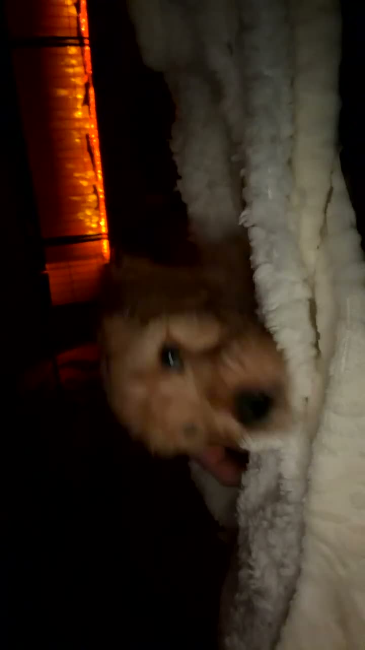 Cockapoo dogs for sale:  cockapoo litter f2 - Video 4