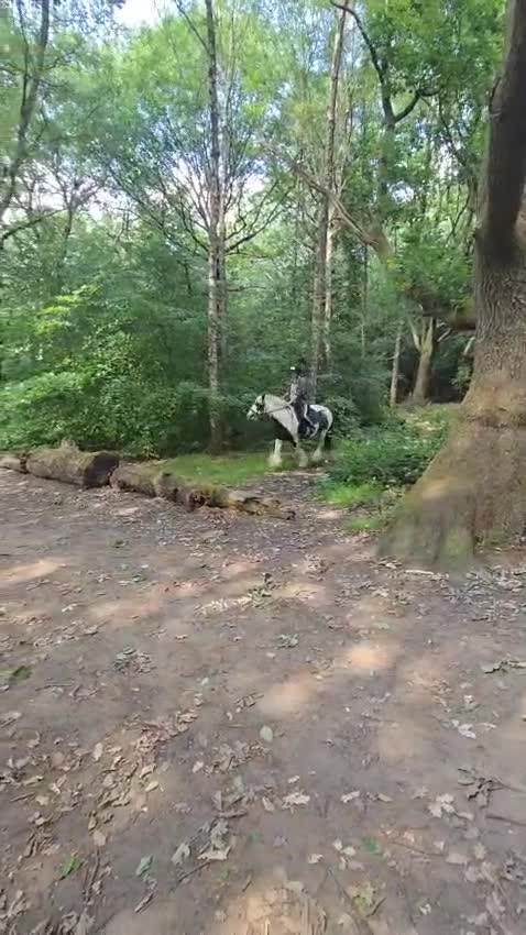 Irish Cob horses for sale: 13.2 cob gelding  in Bradford - Video 4