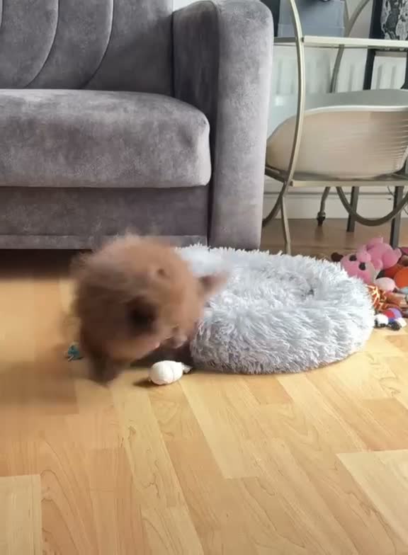 Pomeranian dogs for sale: Royal Pet Registry & KC registered PomPom puppies  - Video 1