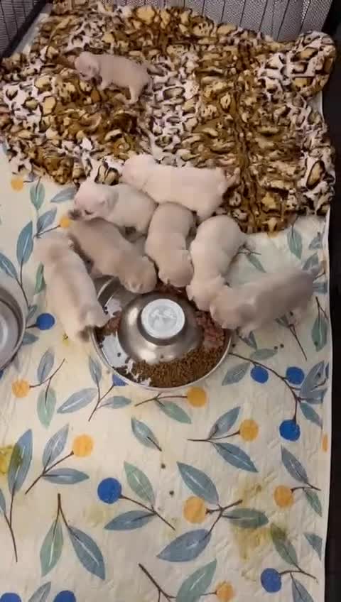 Pug dogs for sale: beautiful rare colour pug puppies - Video 2