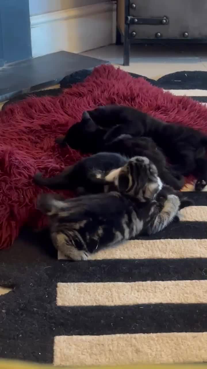 British Shorthair cats for sale: Beautiful little kittens for sale - Video 3