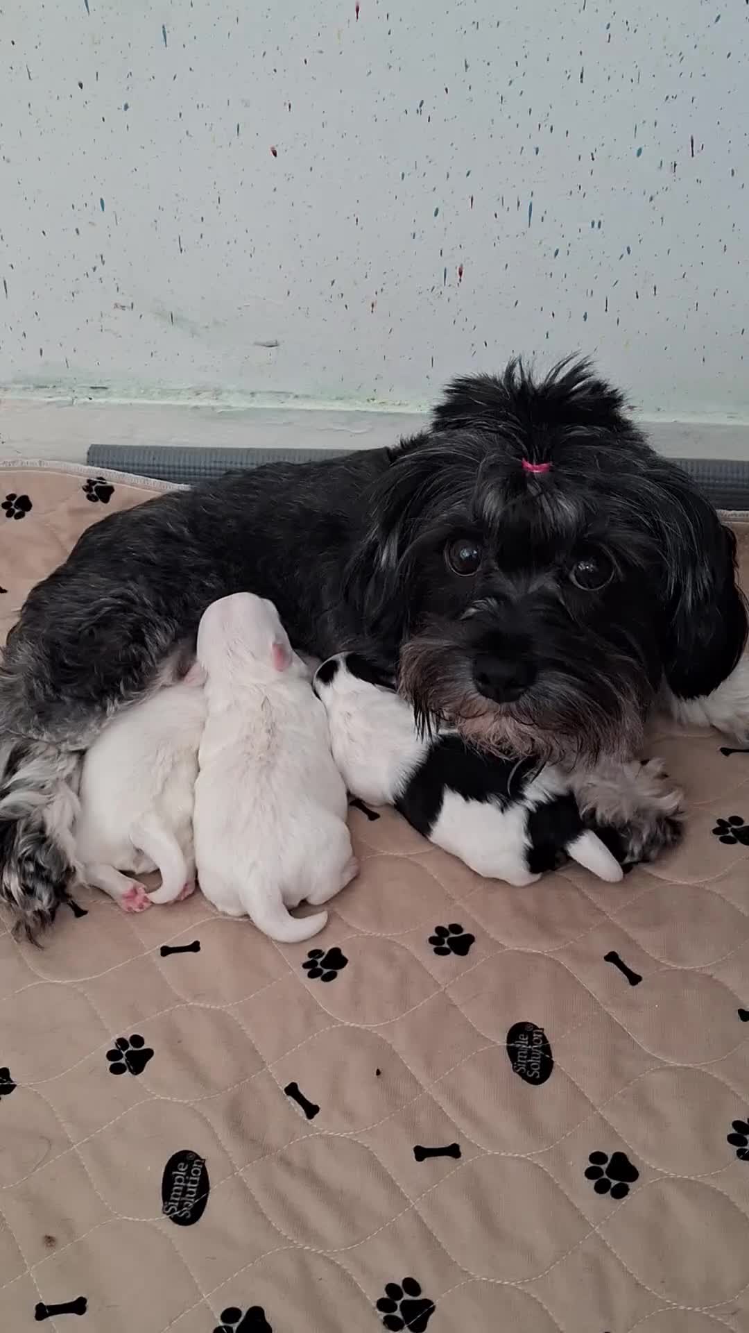 Mixed Breed dogs for sale: Beautiful Maltipoo Puppies 💙 - Video 3