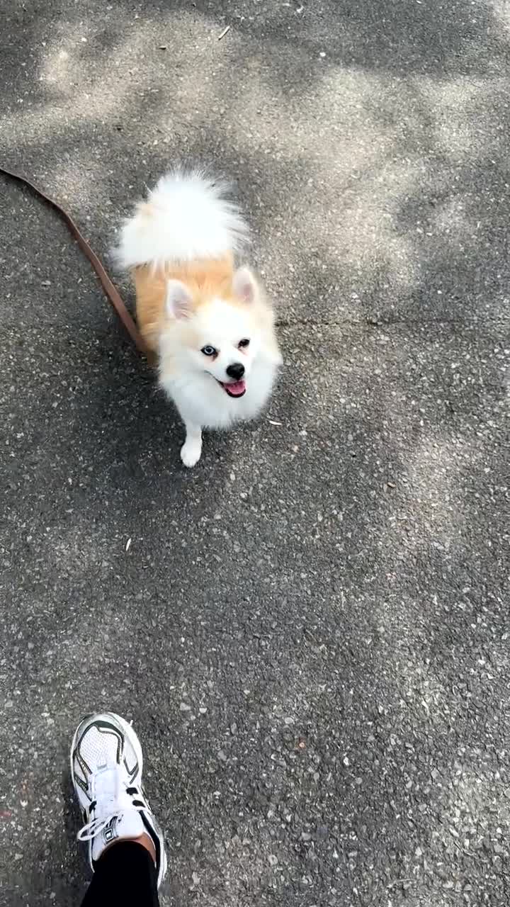 Pomeranian dogs for stud: PomeranianMale for Stud Healthy,Friendly&Ready Now - Video 2