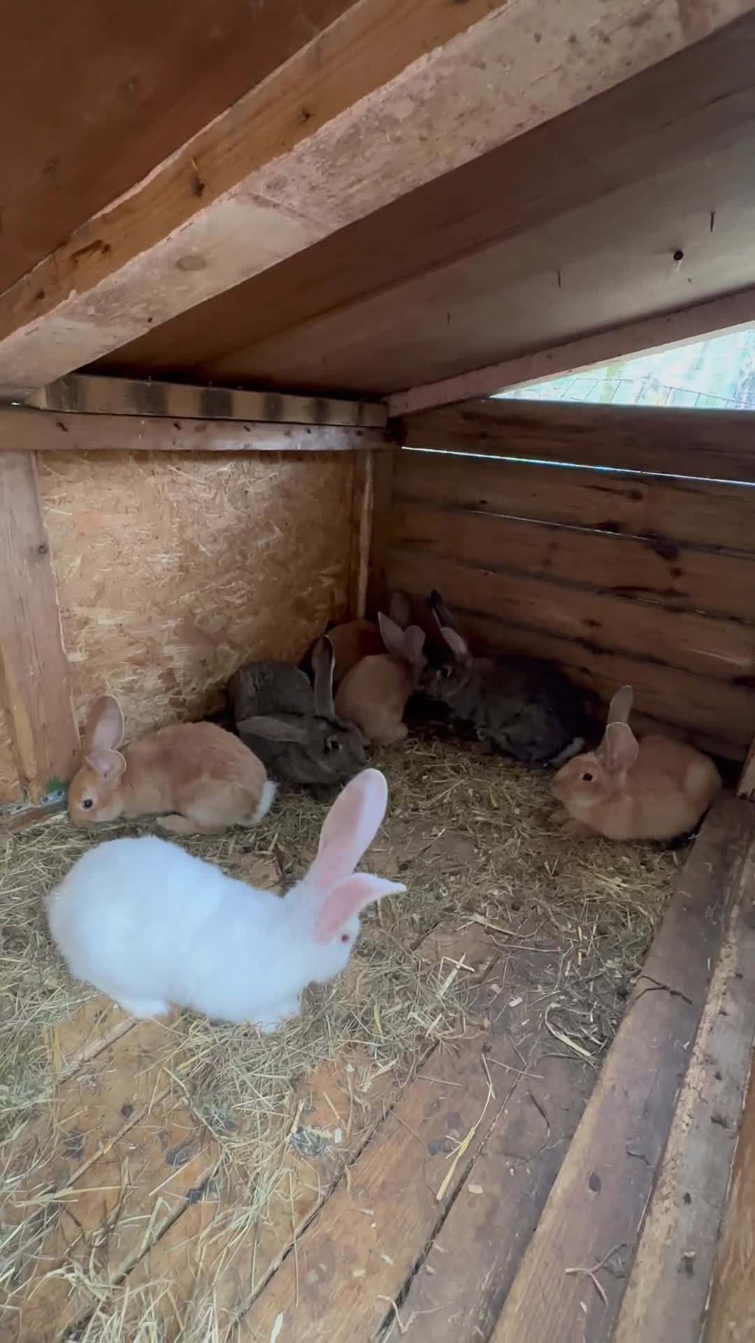 Continental Giant rabbits for sale: Continental Giant - Video 1