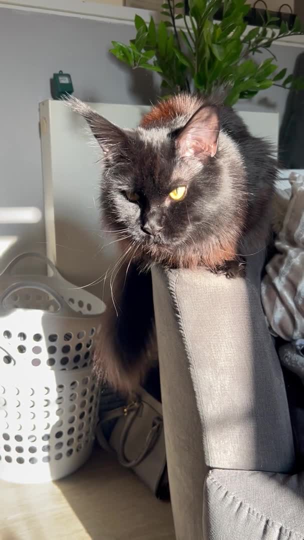 Maine Coon cats for stud: TICA active Black Smoke Boy! - Video 2